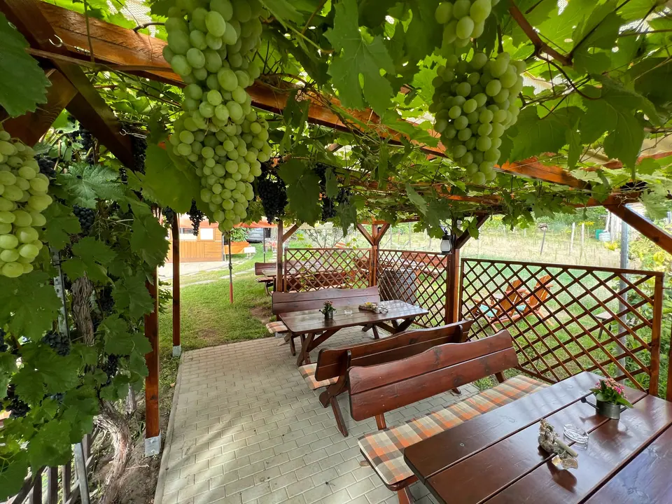 Grapes above the tables
