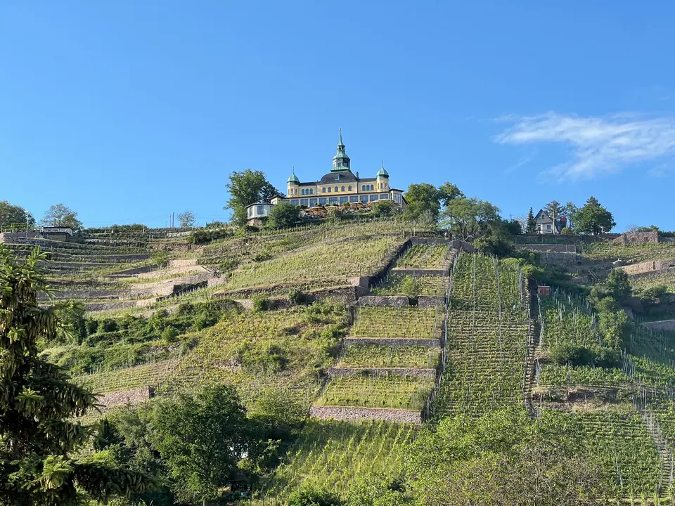 Die Weinbergterrassen, oben das Spitzhaus