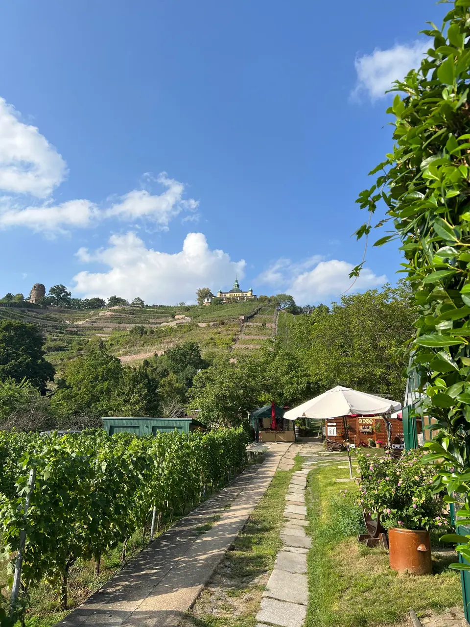 By the vineyard, with the Spitzhaus above